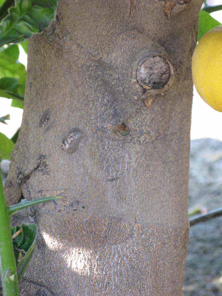              Bark (Riverside, CA)       